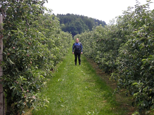 Bodensee, Apfelplantage