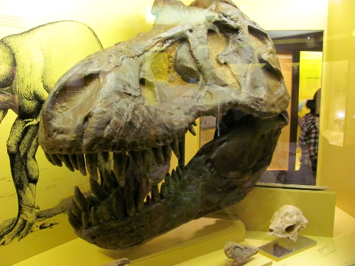 Der Schädel eines T-Rex